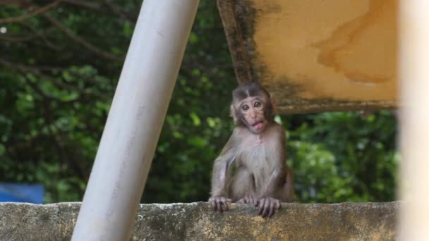 一只小猴子正坐在森林里一座小房子旁边的墙上 — 图库视频影像