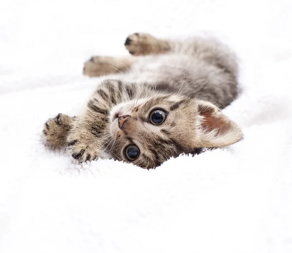 Kitten — Stock Photo, Image