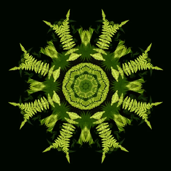 Fern fronds kaleidoscope — Stock Photo, Image