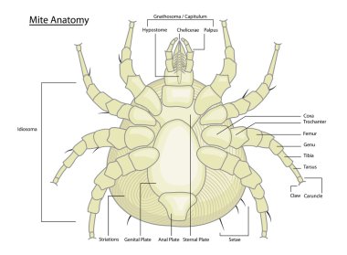 Dust Mite or Tick Anatomy with labels clipart