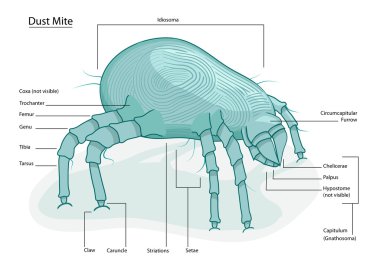 House Dust mite clipart