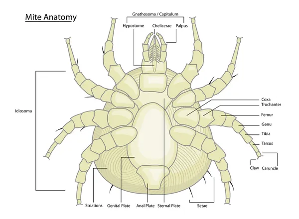 Anatomie des acariens ou des tiques avec étiquettes — Image vectorielle