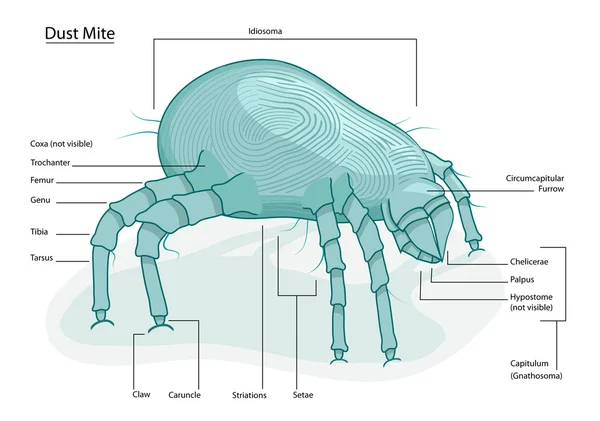 家の塵のダニ — ストックベクタ