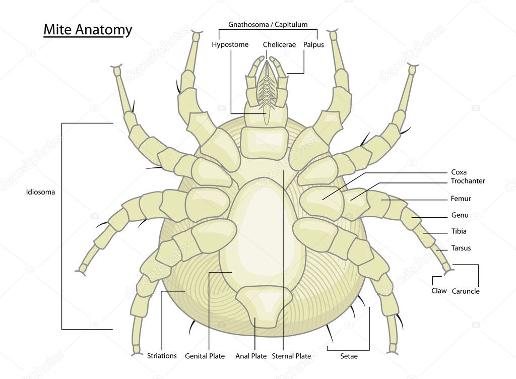 Dust Mite or Tick Anatomy with labels