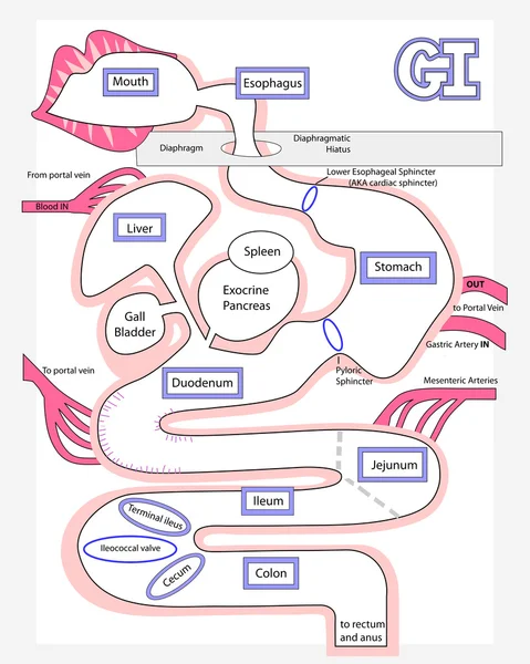 The Human Digestive System made easy — Stock Vector