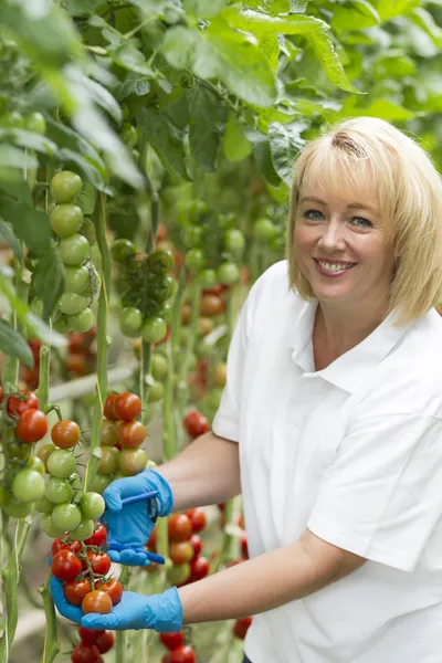 Blondine, 35 Jahre alt, arbeitet in einem Gewächshaus — Stockfoto