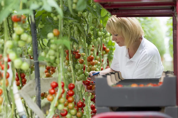 Blond kvinna fyrtio år gammal arbetar i ett växthus — Stockfoto