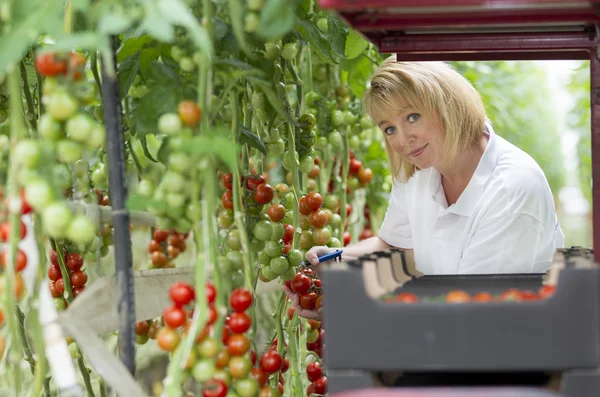 Mujer rubia de cuarenta años trabajando en un invernadero — Foto de Stock