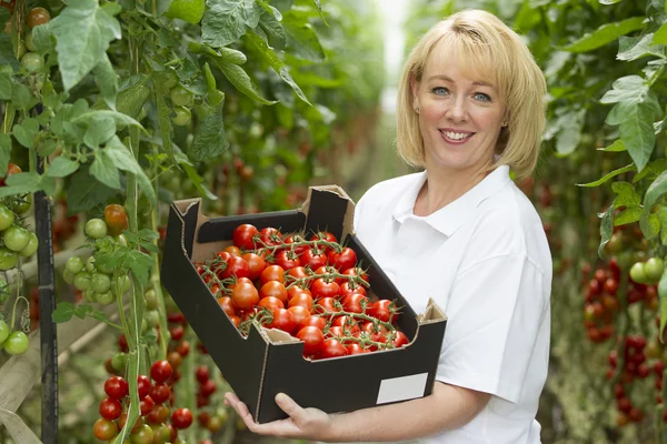 Blond kvinna fyrtio år gammal arbetar i ett växthus — Stockfoto