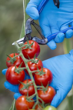 Harvesting tomatoes with gloves and scissors clipart