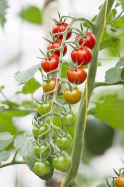 Tomato growing in a greenhouse clipart