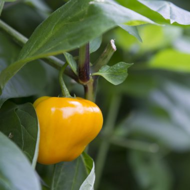 kırmızı biber, biber büyüyen bir serada