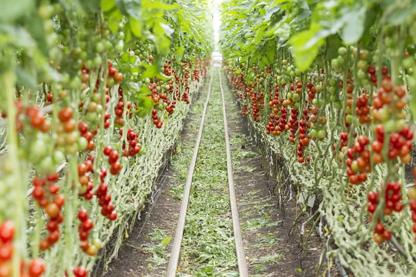 Tomato growing in a greenhouse — Stock Photo, Image