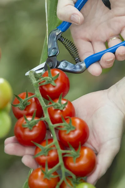 Cosechando tomates con guantes y tijeras — Foto de Stock