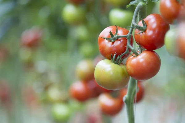 Tomato growing in a greenhouse — Stock Photo, Image