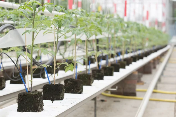 Tomato-plants before they are planted — Stock Photo, Image