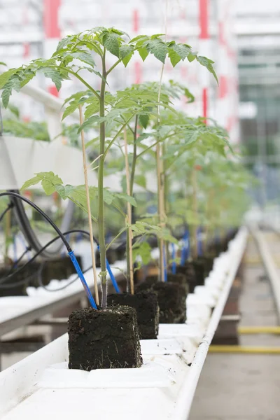 トマト植物が植えられて前に — ストック写真