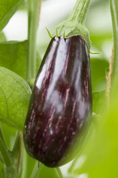 Aubergine, eggplant growing in a greenhouse — Stock Photo, Image