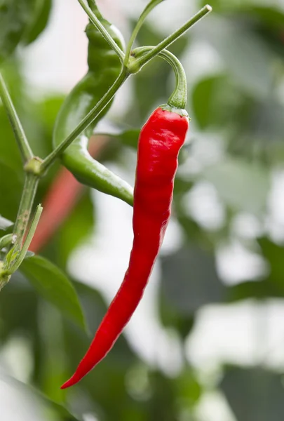 Pepper growing in a greenhouse — Stock Photo, Image