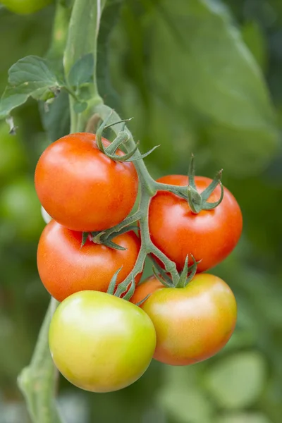 Tomato growing in a greenhouse — Stock Photo, Image