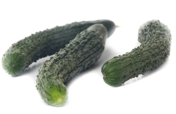 Fresh snake cucumber isolated on white background — Stock Photo, Image