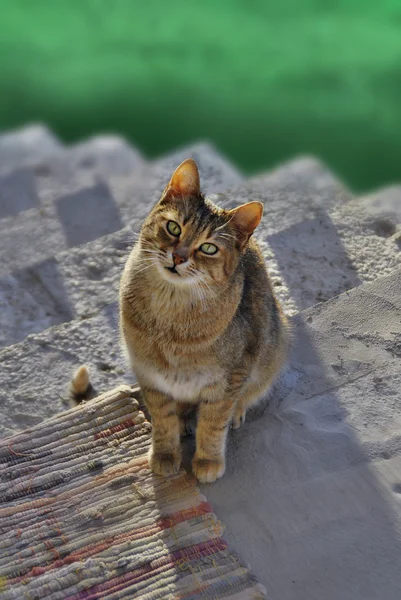 好奇心旺盛な猫 — ストック写真