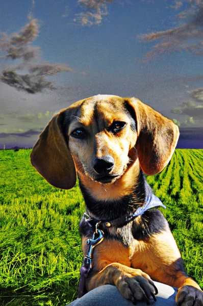 Curious dog — Stock Photo, Image