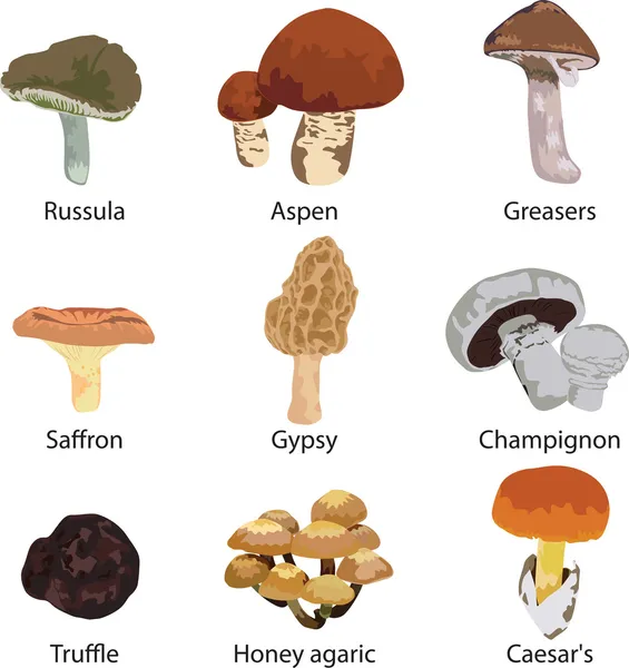 Set of edible mushrooms — Stock Illustration Set of edible mushrooms Royalty Free Stock Vectors