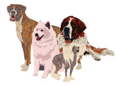 Grup farklı cins köpekler