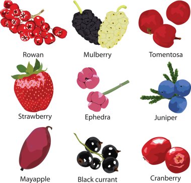 set of different berries clipart