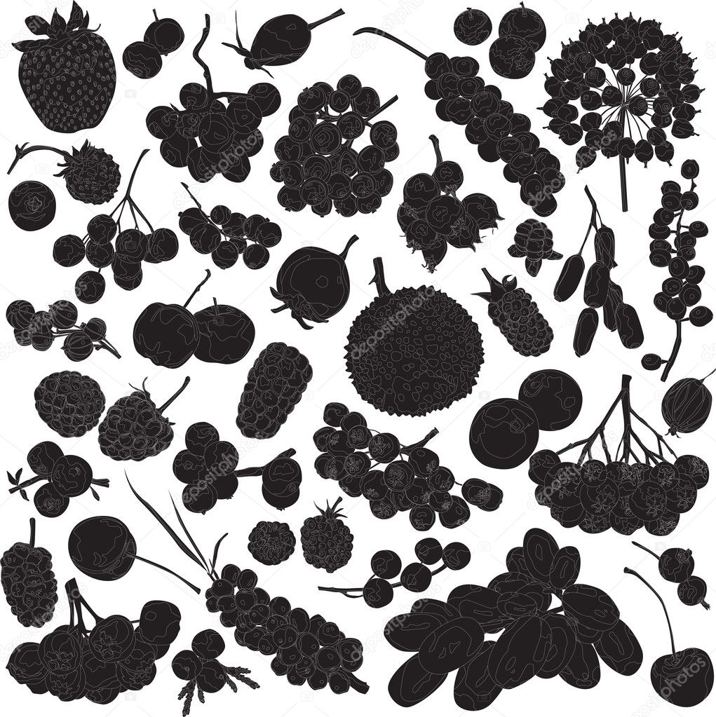 Silhouettes of different berries