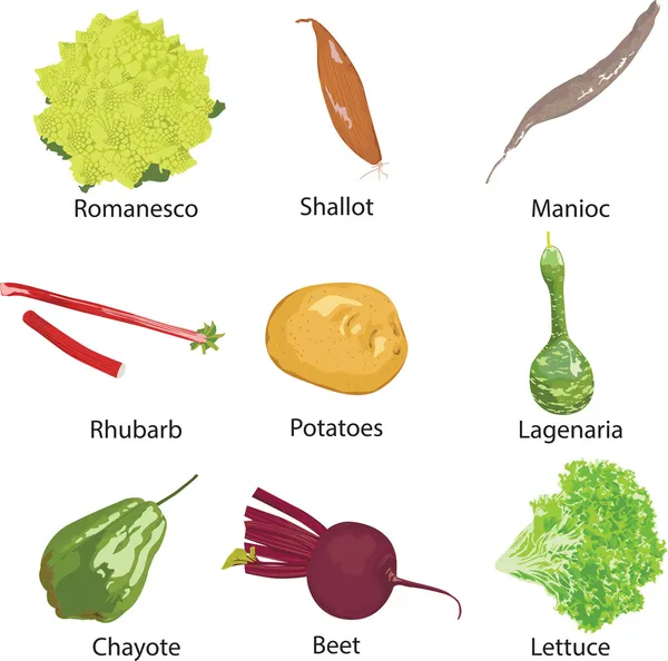 白色背景的不同蔬菜 — 图库矢量图片