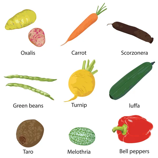Verduras sobre un fondo blanco — Vector de stock