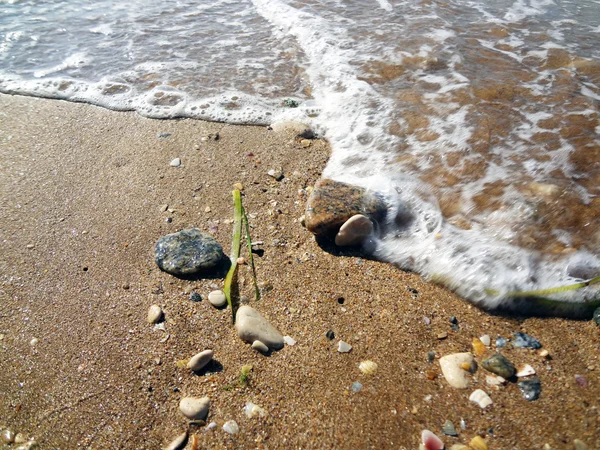 Sea-shore — Stock fotografie