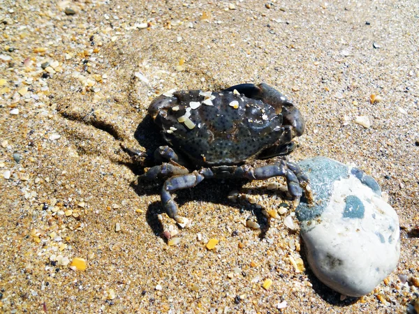 A marine crab is washed water ashore the Black sea — Stock Photo, Image