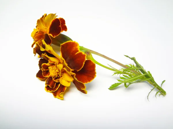 Hermosas flores en blanco —  Fotos de Stock