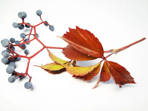 Rígido de uvas silvestres em um branco — Fotografia de Stock