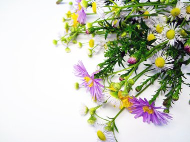 sonbahar flowerets beyaz