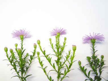 sonbahar flowerets beyaz