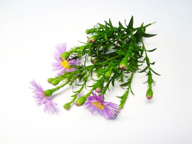 sonbahar flowerets beyaz