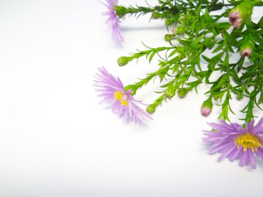 sonbahar flowerets beyaz