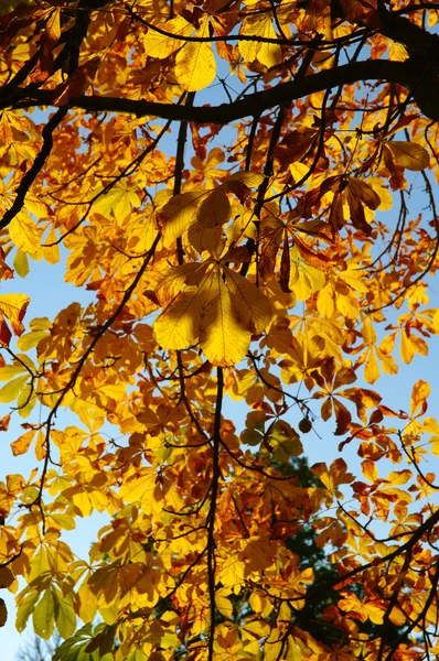 Kolorowe drzewa w Berlinie jesień — Zdjęcie stockowe