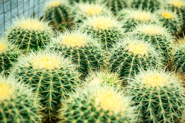 Kaktusów — Zdjęcie stockowe