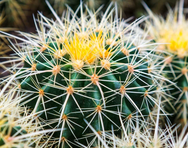 Kaktus kwitnie — Zdjęcie stockowe