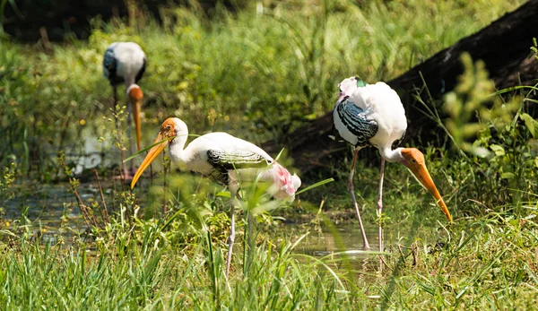 Pájaro cigüeña pintado — Foto de Stock