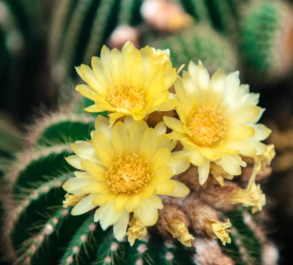 Kaktus żółte kwiaty — Zdjęcie stockowe
