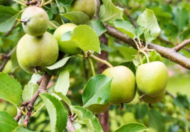 bir brunch üzerinde yeşil elma