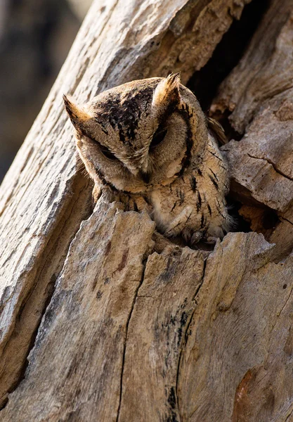 Pequena coruja dormindo no buraco de uma árvore Imagem De Stock