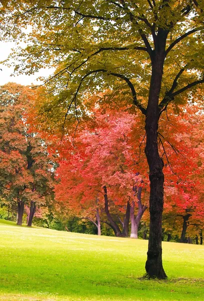 秋のツリー — ストック写真