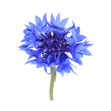Knapweed clipart